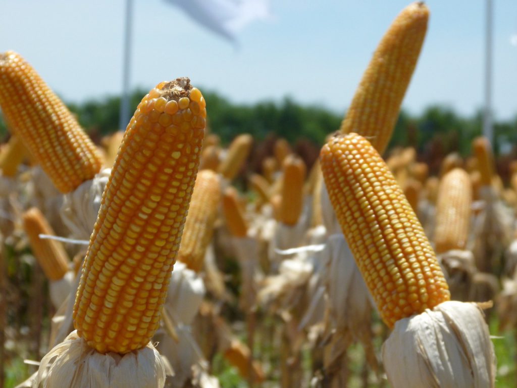 La producción de maíz en valles del país.