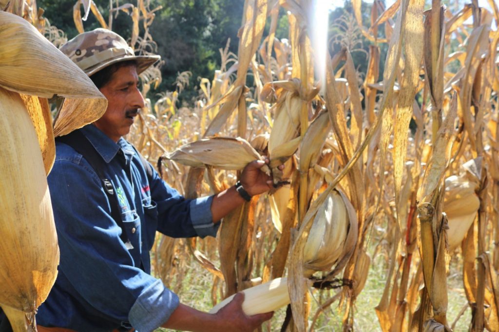 Producción de maíz en el sur de Bolivia. Foto: INIAF