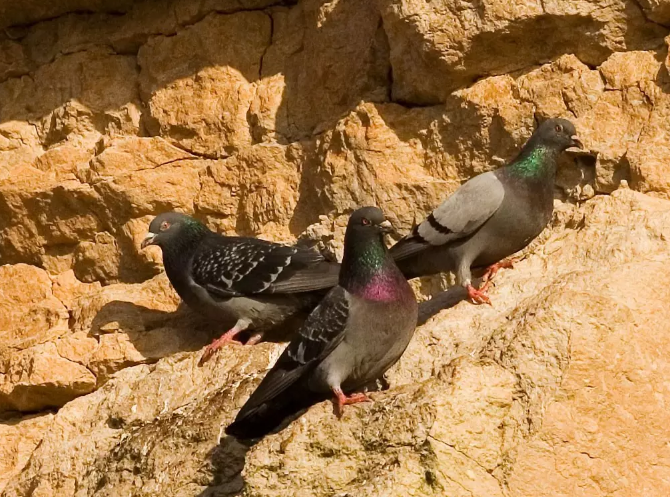 Ejemplares de palomas bravías. Foto: Wikipedia.