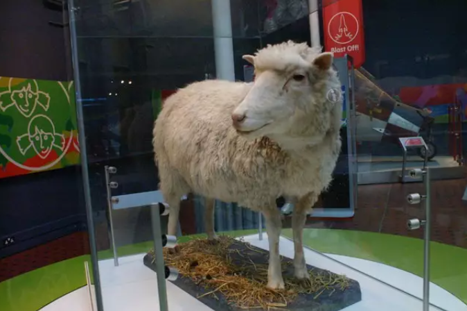La oveja Dolly. Foto: Wikimedia.
