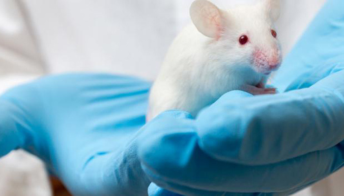 Un técnico de laboratorio sostiene a un ratón. Foto: La Opinión.