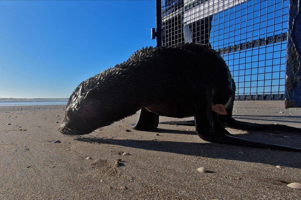 El lobo marino fue regresado al mar tras un proceso de rehabilitación. Foto: AFP.