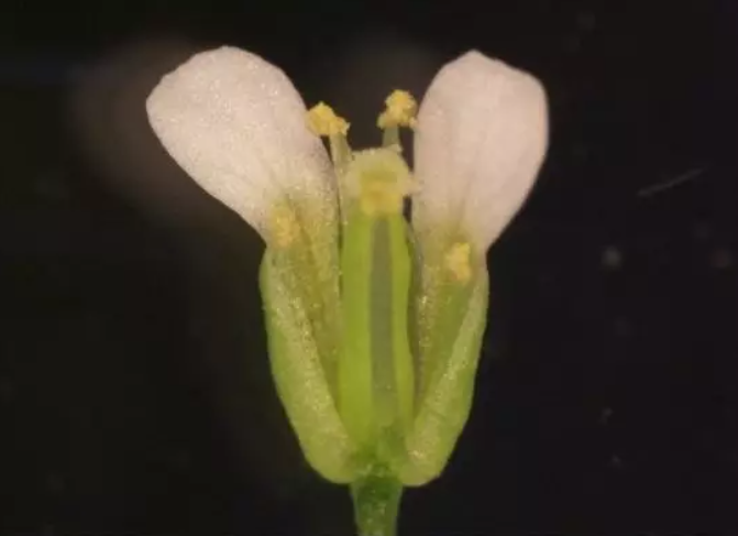 Un estudio reciente de PMB de la planta de berro thale (Arabidopsis thaliana) ha identificado un proceso molecular previamente desconocido que sirve como método de comunicación durante la fertilización y la reporducción. Foto: Chun Yan.