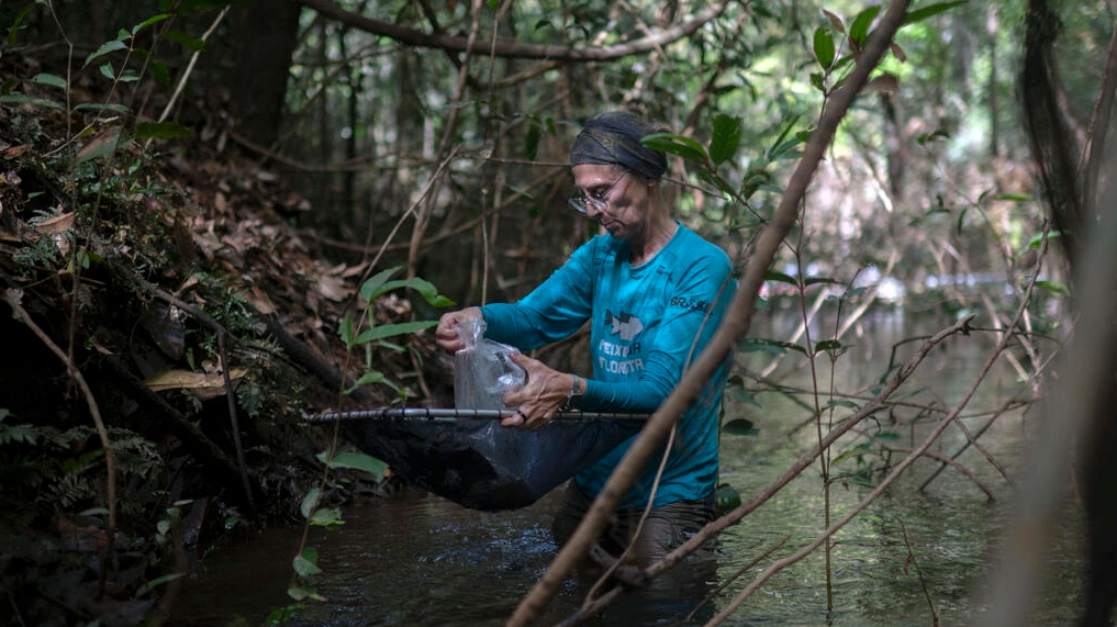 La investigadora Lucía Rapp Py-Daniel, del Instituto de Investigaciones de la Amazonía de Brasil, durante una misión en la selva cerca del río Manicoré. Foto: AFP.