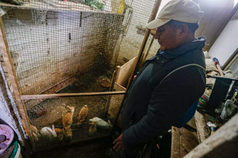 El pescador Justiano Hualpa ahora vende conejos para sobrevivir, porque desde hace seis meses no puede ganarse la vida en el mar por un derrame de 12.000 barriles de crudo que contaminó la costa central de Perú. Foto: AFP.