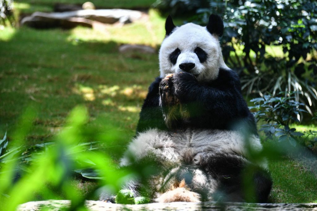 An An, el oso panda macho más longevo del mundo murió a los 35 años. Foto: AFP.