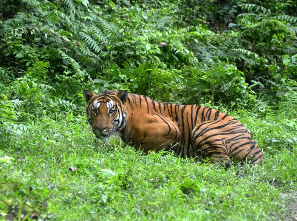 Un tigre real de Bengala en un claro de la jungla del Parque Nacional de Kaziranga, al este de India. Foto: AFP.