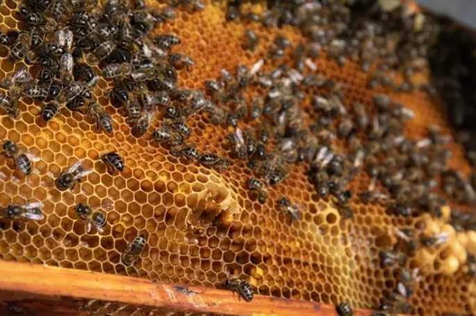 Detalle de un panal de abejas de ‘La Abeja Viajera’. Foto: Europa Press.