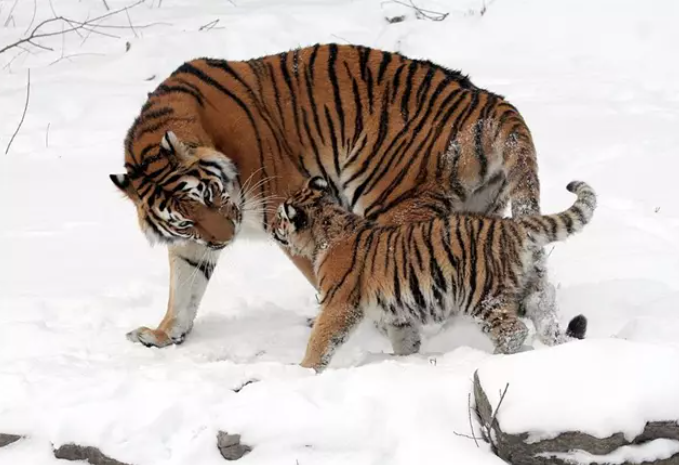 Un análisis de los genomas completos de 32 especímenes representativos de tigres confirman una división de esta especie en seis grupos genéticamente distintos. Foto: Dave Pape.