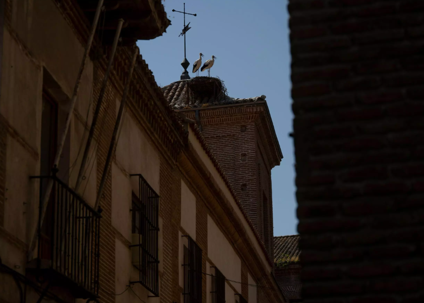 Dos cigüeñas observan el centro de Alcalá de Henares desde su nido en la torre de un edificio antiguo. Foto: AFP.
