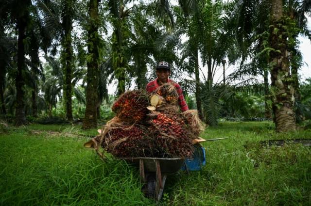 Recolección de palmas aceiteras en Ijok, estado de Selangor, Malasia. Foto: AFP.