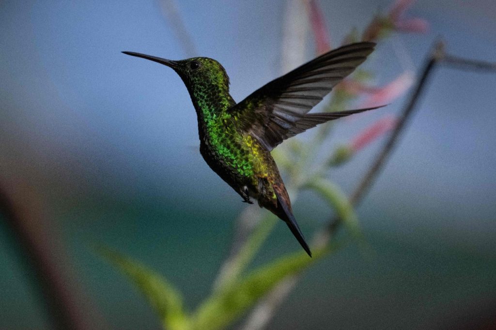 Un colibrí (Amazilia tobaci erythronotus) vuela en un jardín de Caracas. Foto: AFP.