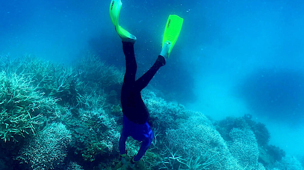 Gran Barrera de Coral de Australia. Foto: AFP.