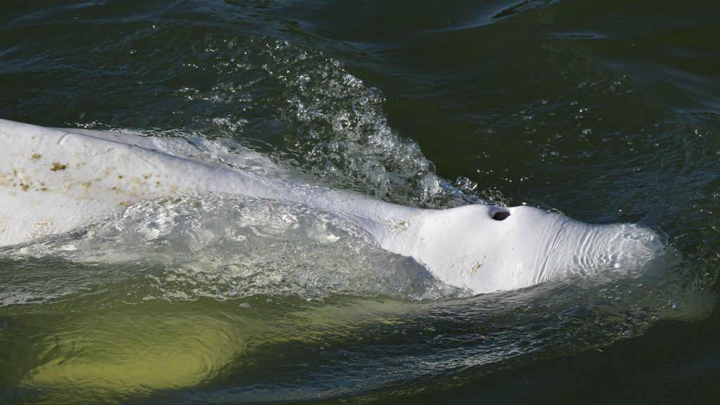 Los observadores científicos dicen que la ballena parece estar desnutrida. Foto: AFP.