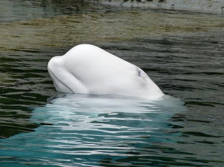 Las belugas son una especie protegida que no puede sobrevivir mucho tiempo en agua dulce. Foto: Pixabay License.