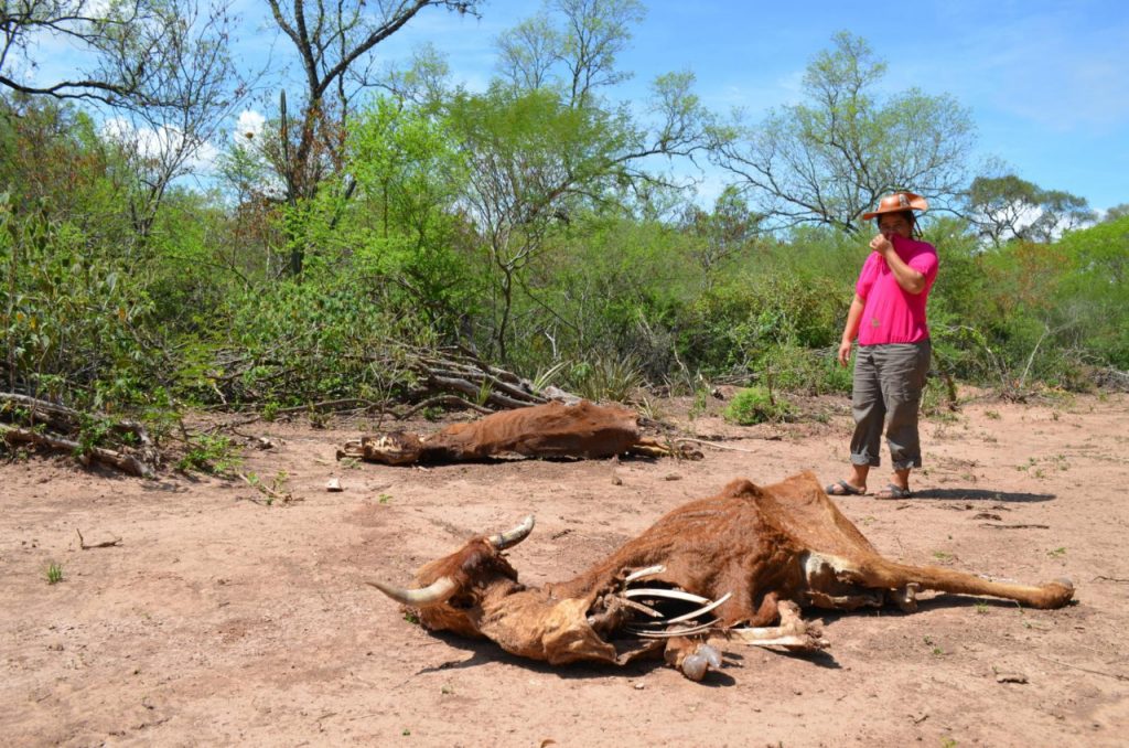 Las regiones del Chaco de Chuquisaca y Tarija con las más vulnerables ante el fenómeno de la sequía. Foto: LR