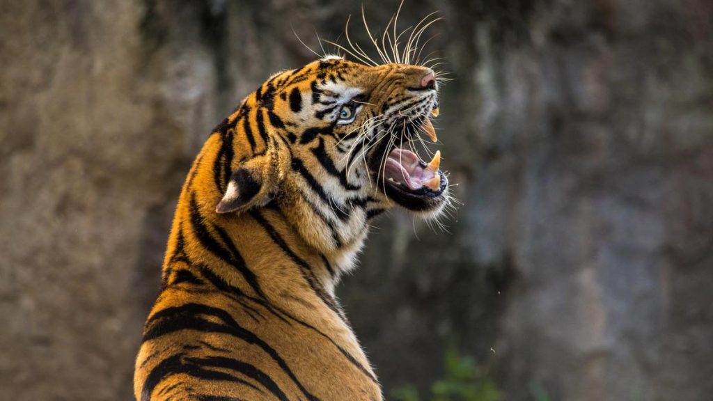 Desarrollan IA que lucha contra el tráfico ilegal de tigres. Foto: Pixabay.