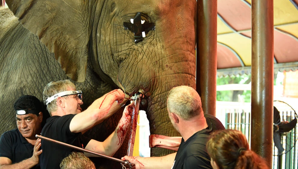 Veterinarios de Four Paws International extraen un colmillo infectado a la elefanta Madhu Bala, de 16 años, en el zoológico de Karachi. Foto: AFP.