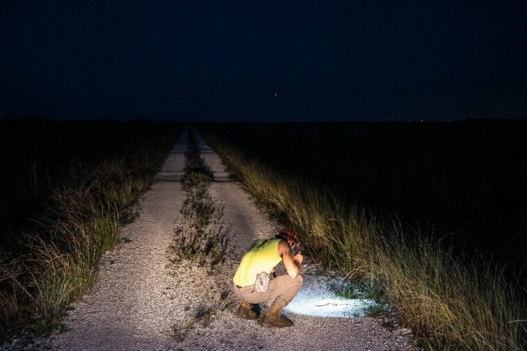 Enrique Galán es un cazador profesional que ayuda a controlar la población de pitones de los Everglades, que se estima en decenas de miles. Foto: AFP.