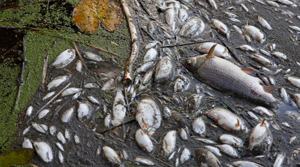Decenas de peces muertos flotan en el río Óder a la altura del pueblo de Schwedt, en el este de Alemania. Foto: AFP.