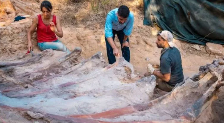 Los científicos presumen que se trata del dinosaurio más grande hallado en Europa. Foto: Facultad de Ciencias de la Universidad de Lisboa.