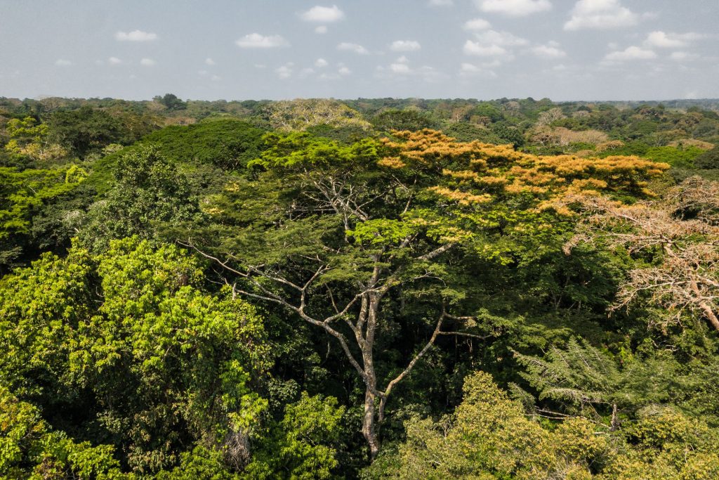 Los bosques lluviosos de la cuenca del Congo almacenan un tercio más de carbono por hectárea que la Amazonía. Foto: Axel Fassio.
