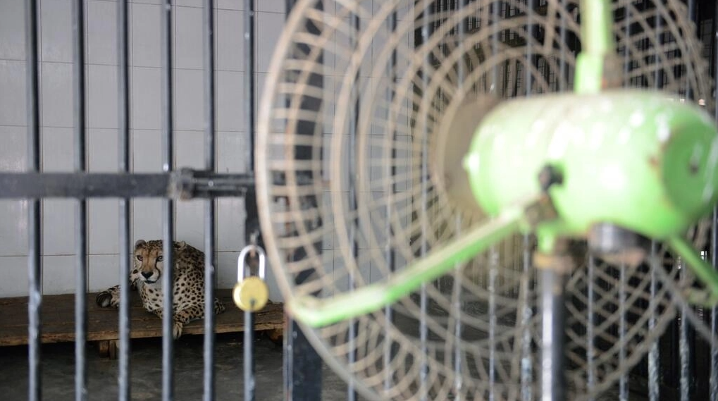 Un ventilador refresca a un guepardo en el Zoológico The Nehru de la ciudad india de Hyderabad. Foto: AFP.