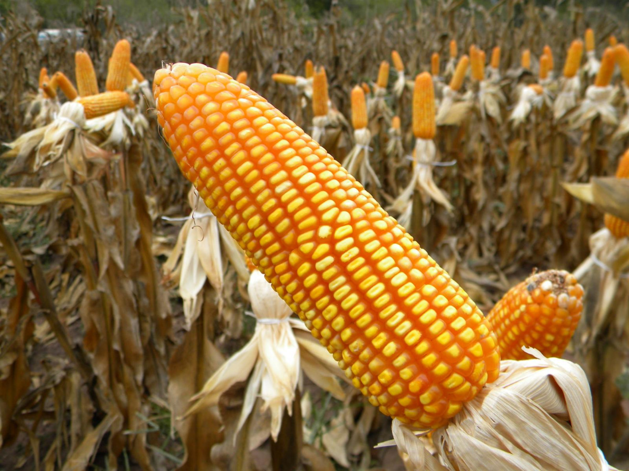 Previsión de cosecha de maíz en EEUU revisada a la baja - La Razón