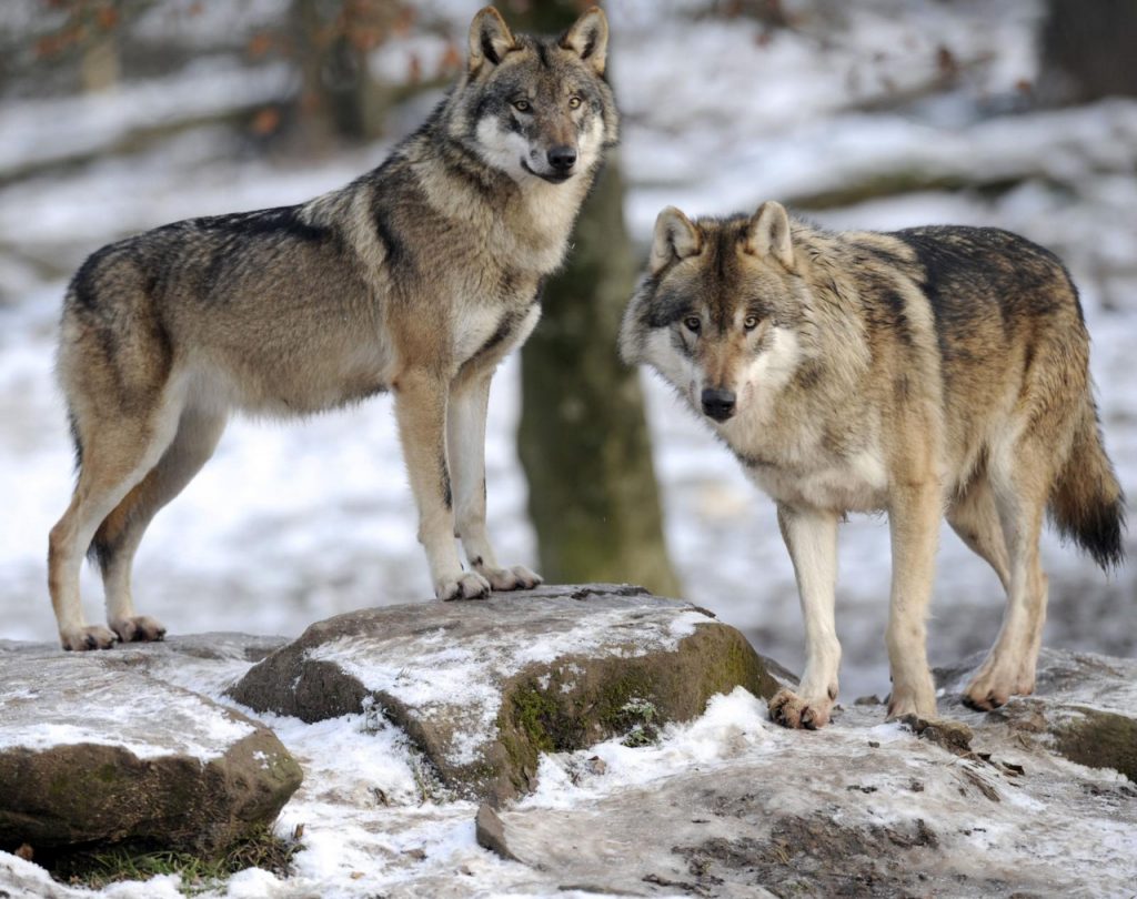 Los lobos también tienen capacidad para mostrar afecto hacia las personas. Foto: AFP