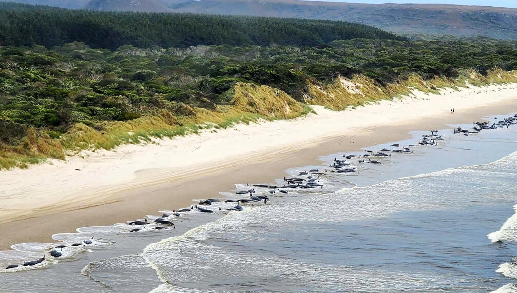 Decenas de cadáveres de ballenas piloto en las playas del puerto de Macquarie, en Tasmania, Australia Foto: AFP.