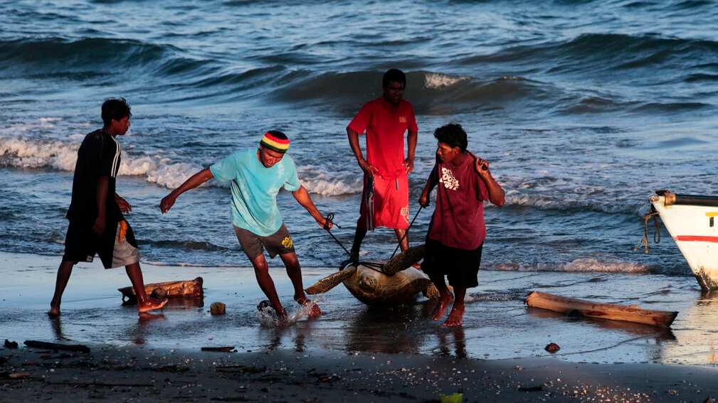 Pescadores extraen tortugas de la costa caribeña en Bilwi, Nicaragua. Foto: AFP.