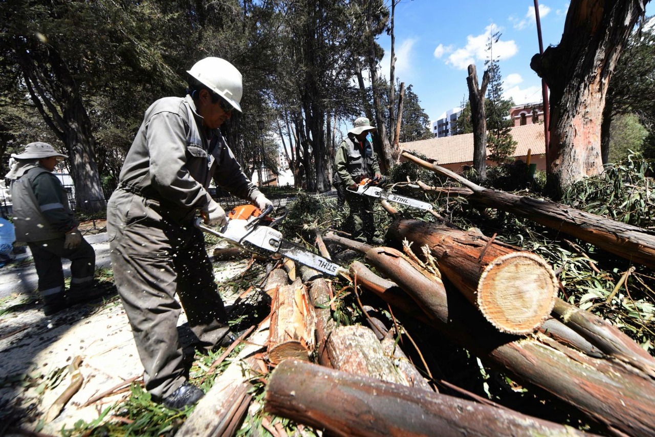Prohibido dañar a los árboles, la tala está prohibida en La Paz hasta 2023  - La Razón