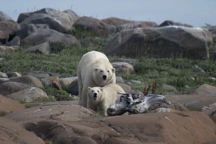 Un oso polar y su cachorro buscan algo para comer en la costa de la Bahía de Hudson cerca de Churchill. Foto: AFP.