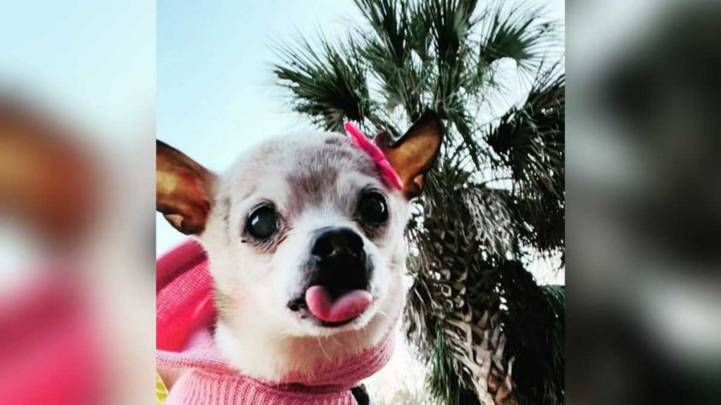 Esta es Pebbles, la perrita que ganó un Récord Guinness como el perro más longevo del mundo, que recientemente falleció. Foto: Instagram.