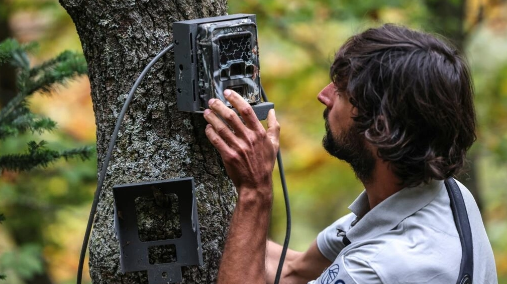 El coordinador de la red de seguimiento del oso pardo, Pierre-Luigi Lemaitre, abre una caja para comprobar una cámara fotográfica, en los senderos de montaña del sector de Melles, en los Pirineos franceses. Foto: AFP.