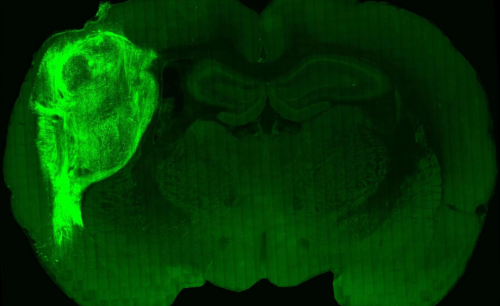 Implantan células humanas en el cerebro de una rata. Foto: AFP.