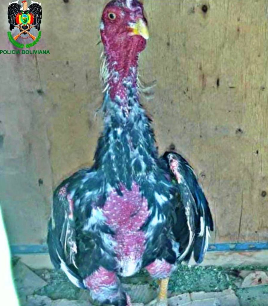 Uno de los gallos, víctima de maltrato animal. Foto: POFOMA Oruro