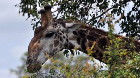 Una jirafa, fotografiada el 6 de febrero de 2013 en el Parque Nacional Kruger, cerca de Nelspruit, en Sudáfrica. Foto: AFP.