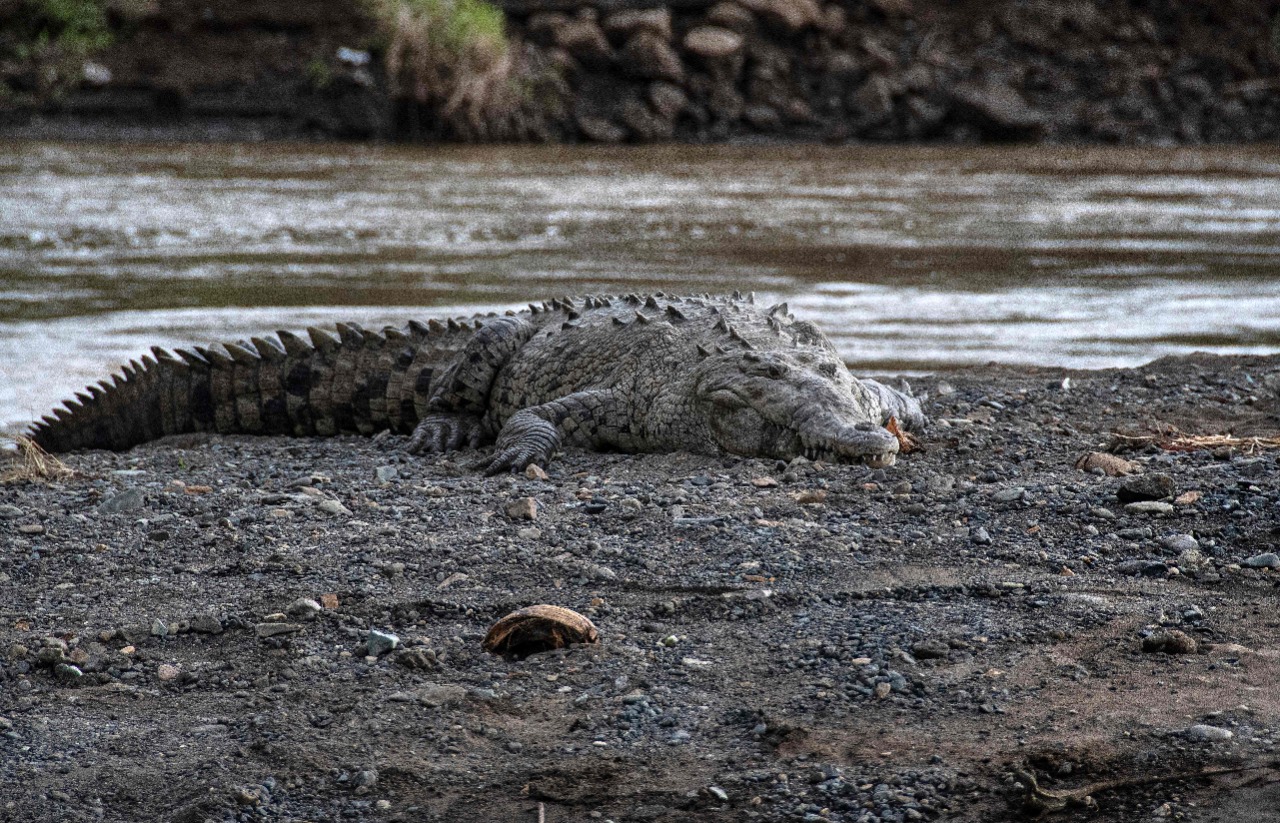 El cocodrilo resiste en 'el río más contaminado' de Costa Rica