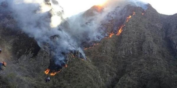 Los incendios amenazan con extinguir especies vegetales en el país. Foto: DTV
