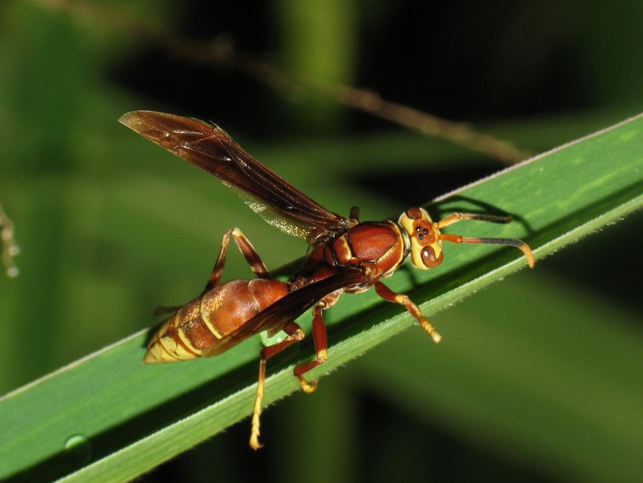 Un grupo de científicos japoneses hicieron este descubrimiento sobre las avispas macho. Foto: AFP.