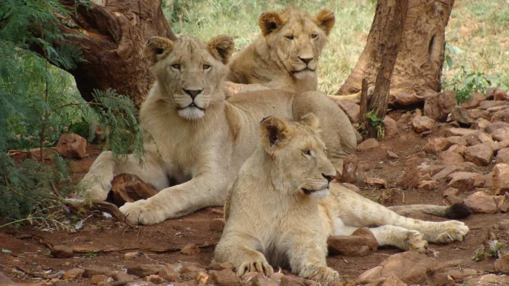 Imagen de referencia de los leones. Foto: Pexels.