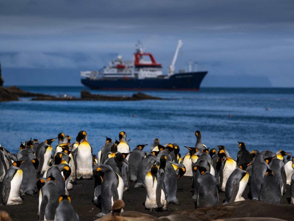 Miles de pingüinos reales en la isla de la Posesión, en Francia, el 20 de diciembre de 2022. Foto: AFP.