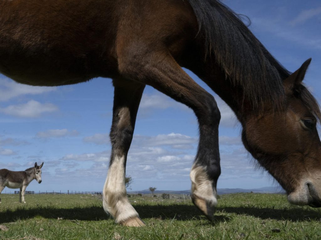 Un caballo rescatado por la ONG Santuarios Primitivo en una granja donde vive tras ser adoptado en Pan de Azúcar, 115 km al este de Montevideo, el 16 de septiembre de 2022. Foto: AFP.