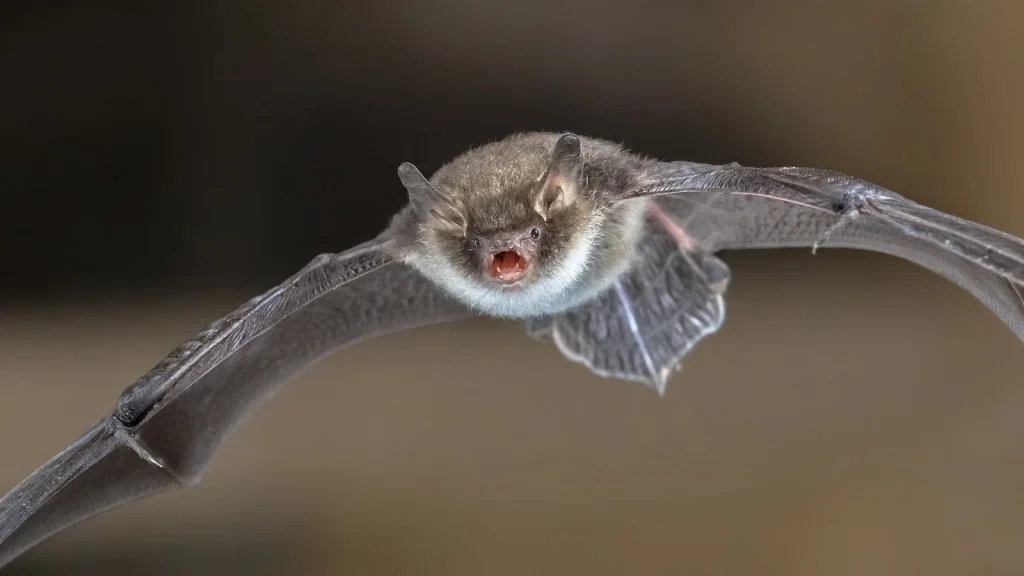Niño fallece por rabia tras la mordedura de un murciélago.