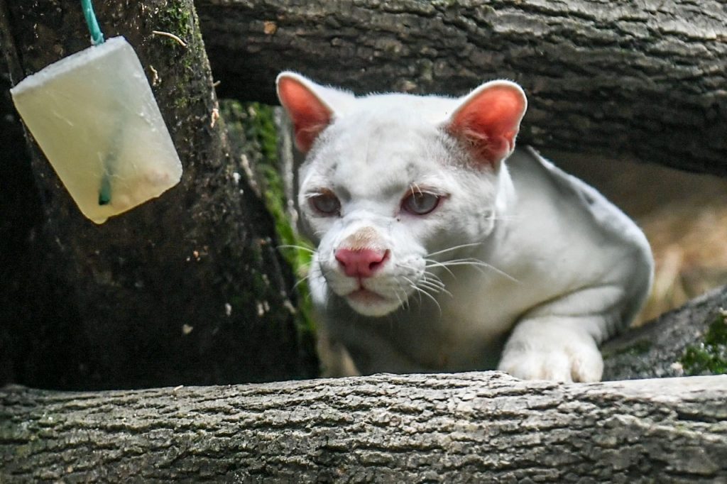 La ocelote albina fue encontrada en el departamento de Antioquia. Foto: AFP