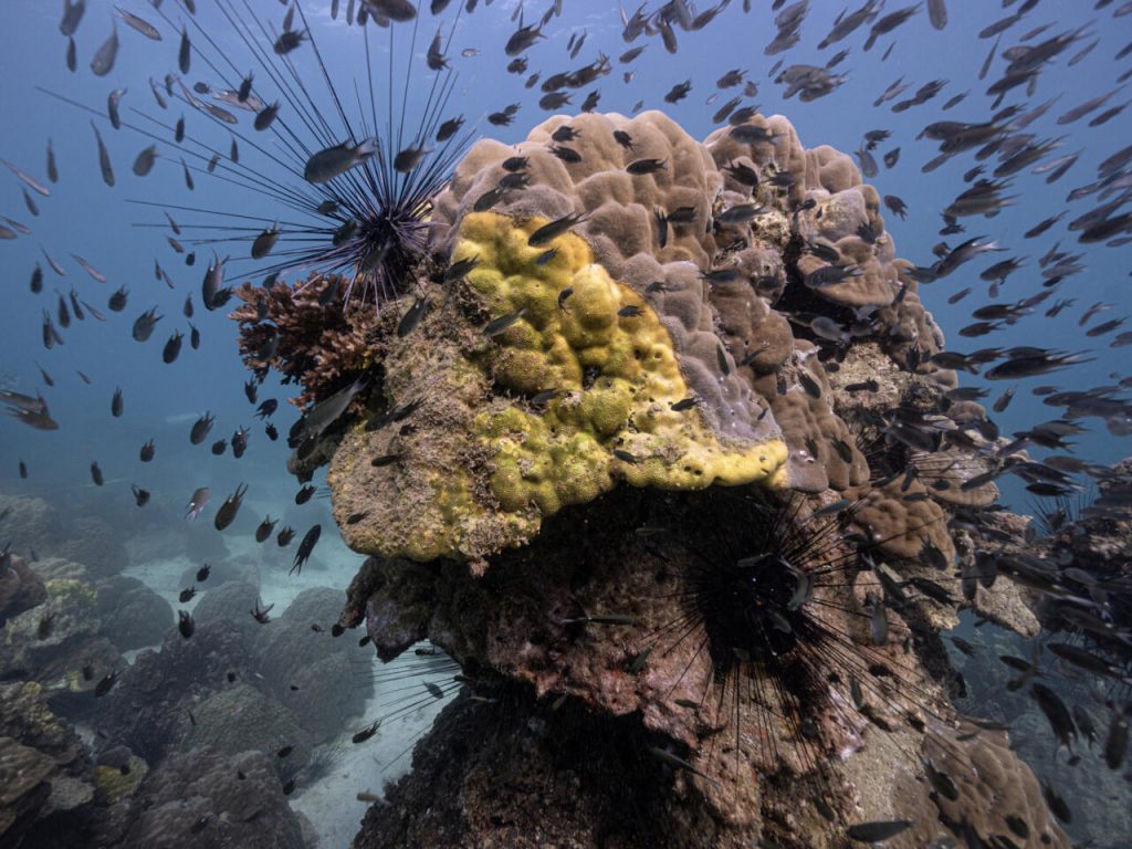 Corales del golfo de Tailandia afectados por la enfermedad de banda amarilla el 22 de diciembre de 2022 frente a la isla de Samae San. Foto: AFP.