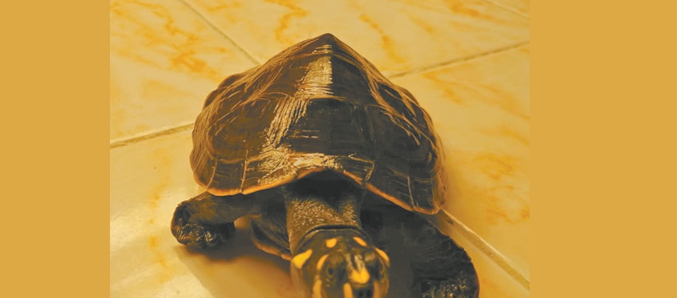 rescate-animal-tortuga