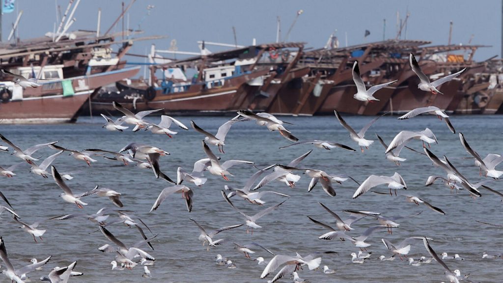 Gaviotas vuelan a lo largo de la playa de al-Wakra, en Qatar, el 2 de enero de 2023. Foto: AFP.