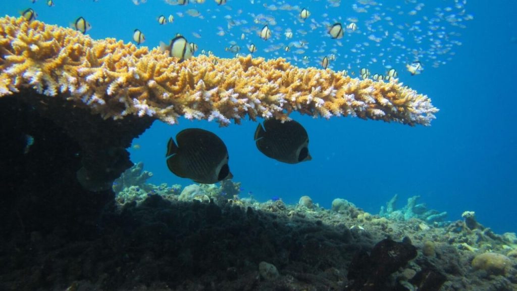 Imagen facilitada el 2 de enero de 2023 por la Universidad de Lancaster en la que peces mariposa nadan entre un coral de Isla de Navidad. Foto: AFP.